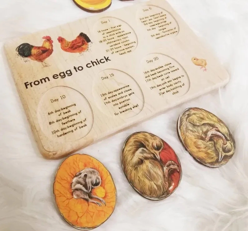 Chicken development wooden puzzle