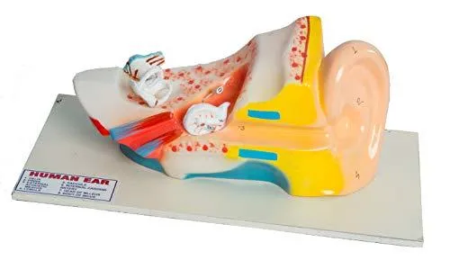Educational Human Ear 3D Model